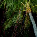 florida key west king queen fantasy fest 2011 october 21 8487