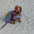 pet masquerade fantasy fest 2013 key west florida 01