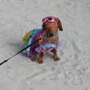 pet masquerade fantasy fest 2013 key west florida 02
