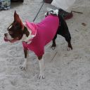 pet masquerade fantasy fest 2013 key west florida 04