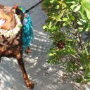 pet masquerade fantasy fest 2013 key west florida 08