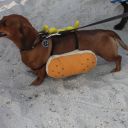 pet masquerade fantasy fest 2013 key west florida 10