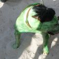 pet masquerade fantasy fest 2013 key west florida 11