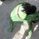 pet masquerade fantasy fest 2013 key west florida 11