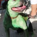 pet masquerade fantasy fest 2013 key west florida 12