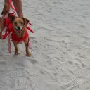 pet masquerade fantasy fest 2013 key west florida 14