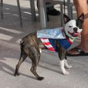 pet masquerade fantasy fest 2013 key west florida 18