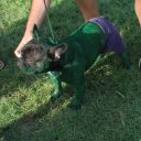 pet masquerade fantasy fest 2013 key west florida 19