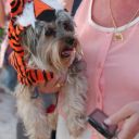 pet masquerade fantasy fest 2013 key west florida 21