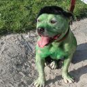 pet masquerade fantasy fest 2013 key west florida 27