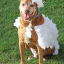 pet masquerade fantasy fest 2013 key west florida 28