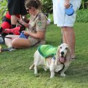 pet masquerade fantasy fest 2013 key west florida 29