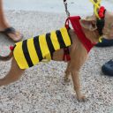 pet masquerade fantasy fest 2013 key west florida 30