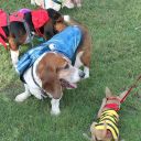 pet masquerade fantasy fest 2013 key west florida 31