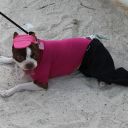 pet masquerade fantasy fest 2013 key west florida 32