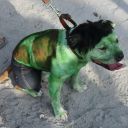 pet masquerade fantasy fest 2013 key west florida 34