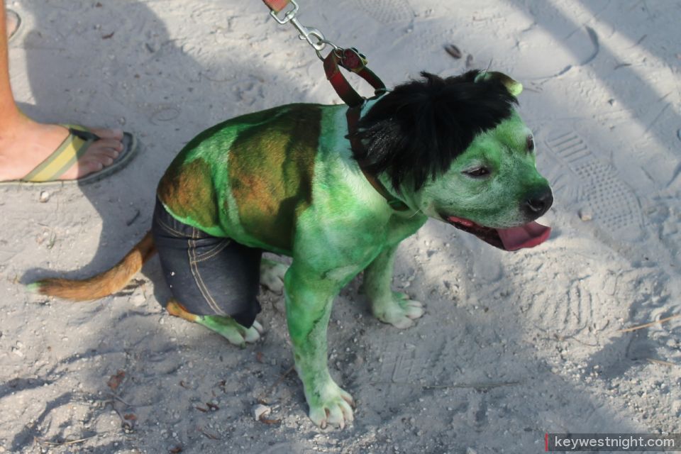 pet masquerade fantasy fest 2013 key west florida 34