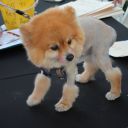 pet masquerade fantasy fest 2013 key west florida 37