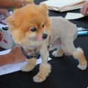 pet masquerade fantasy fest 2013 key west florida 38