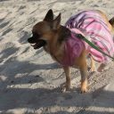 pet masquerade fantasy fest 2013 key west florida 39