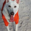 pet masquerade fantasy fest 2013 key west florida 42