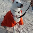 pet masquerade fantasy fest 2013 key west florida 43