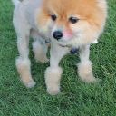 pet masquerade fantasy fest 2013 key west florida 45