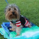 pet masquerade fantasy fest 2013 key west florida 47