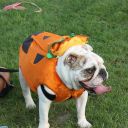 pet masquerade fantasy fest 2013 key west florida 48