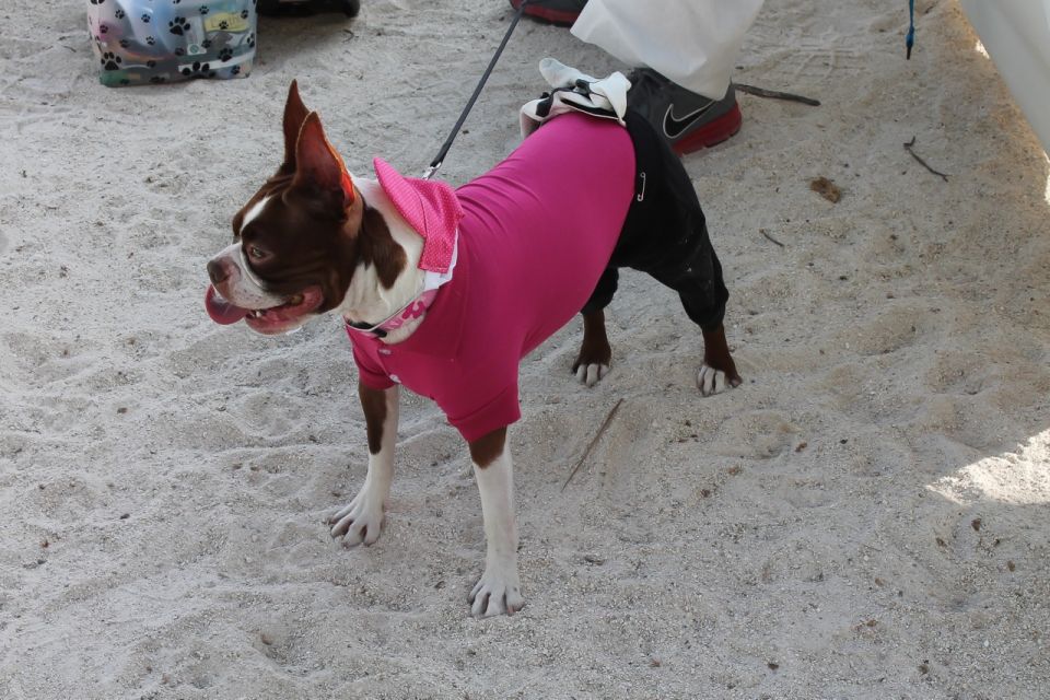 pet masquerade fantasy fest 2013 key west florida 04