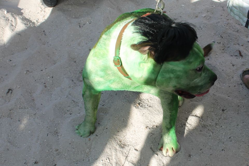 pet masquerade fantasy fest 2013 key west florida 11